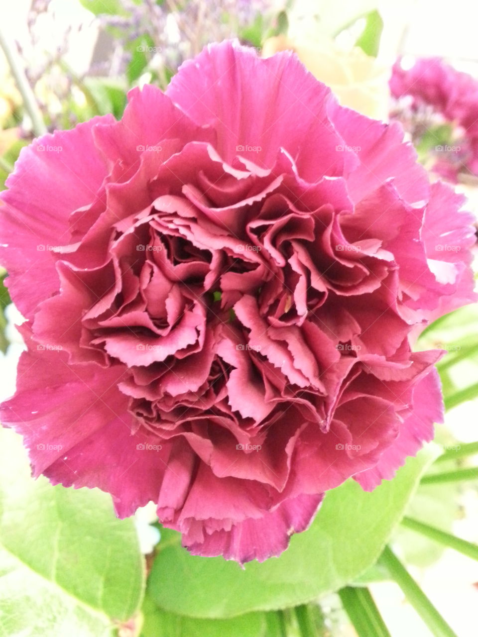 carnation. flower