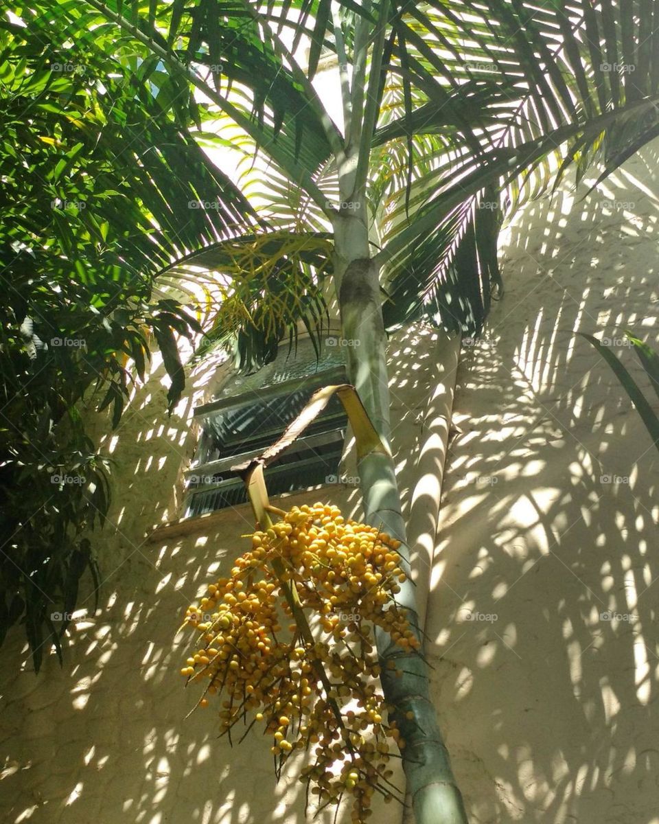 seeds and palmtree