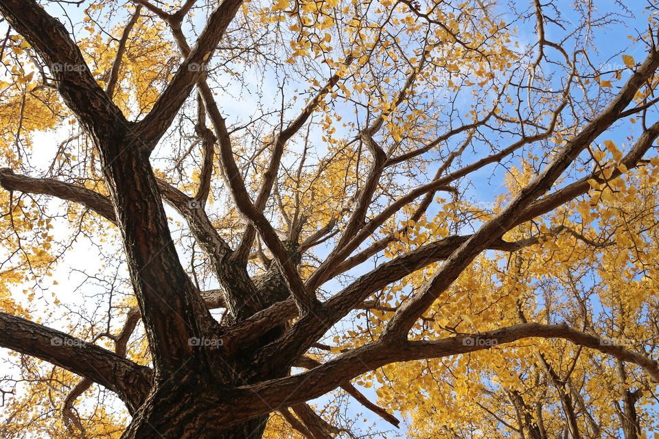 Ginkgo biloba tree in autumn
