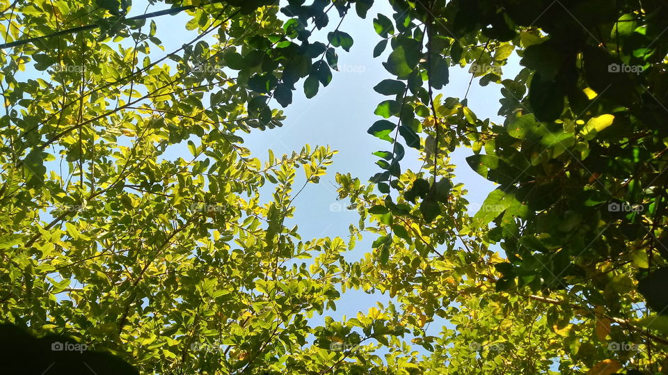 GOIABEIRA ÁRVORE 🌳