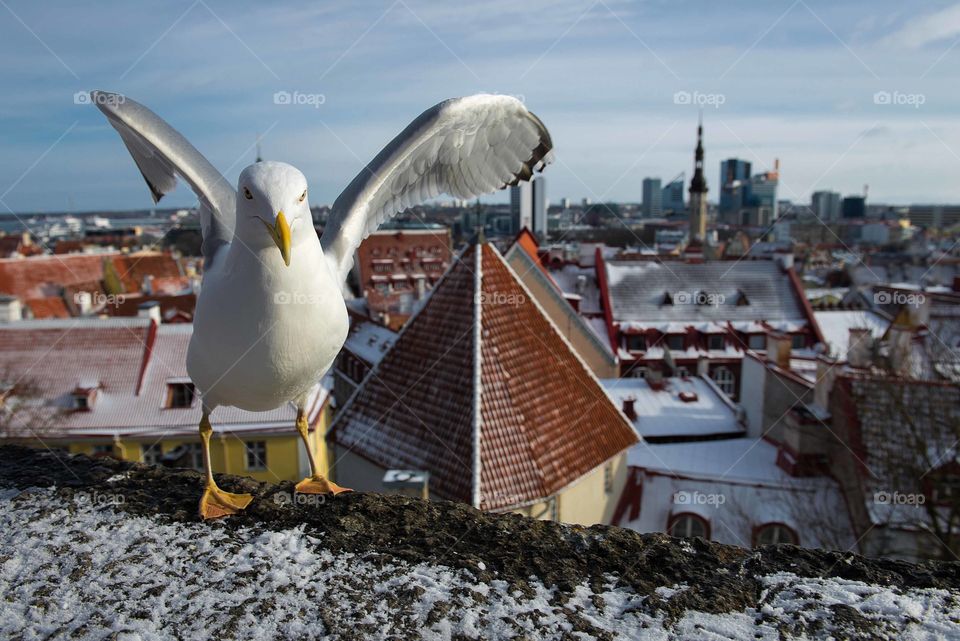 Bird on Tallinn city background