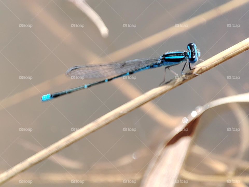 Blue Dragonfly on the river