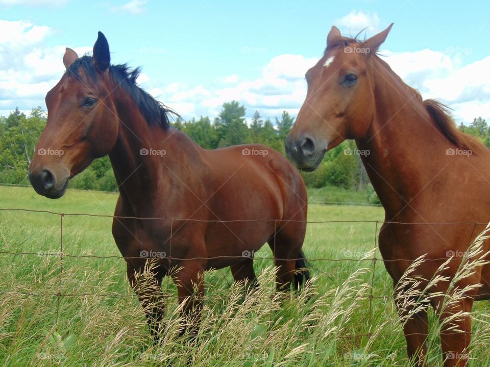 Horses in the meadow 