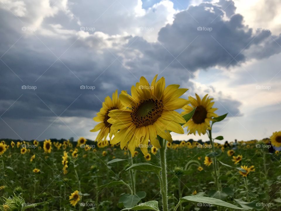 Sunflowers in fall 