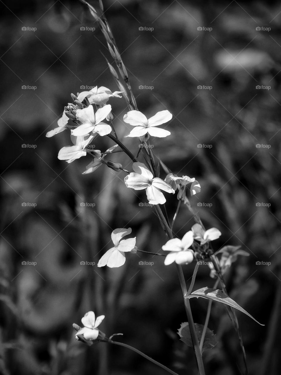 white flowers