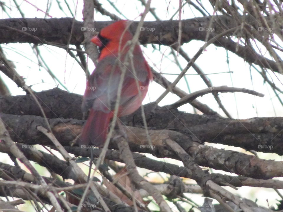 Winter cardinal