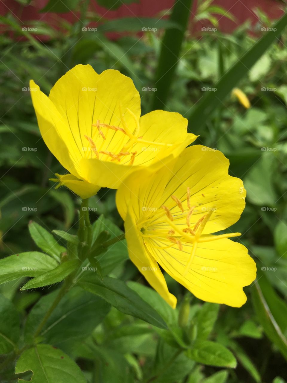 Yellow flowers