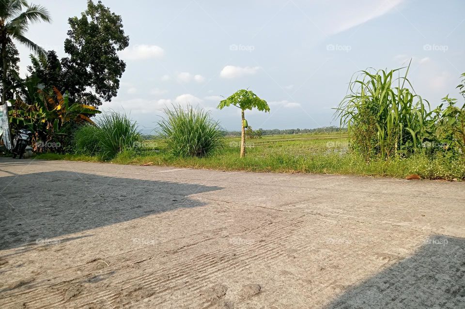 View of rice field on the day