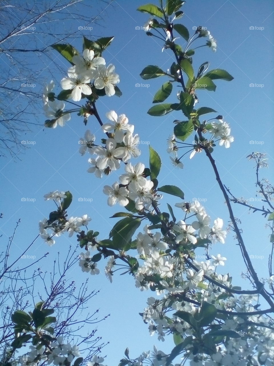 Cherry, cherry blossoms, spring, flowers, flower, branch, tree,