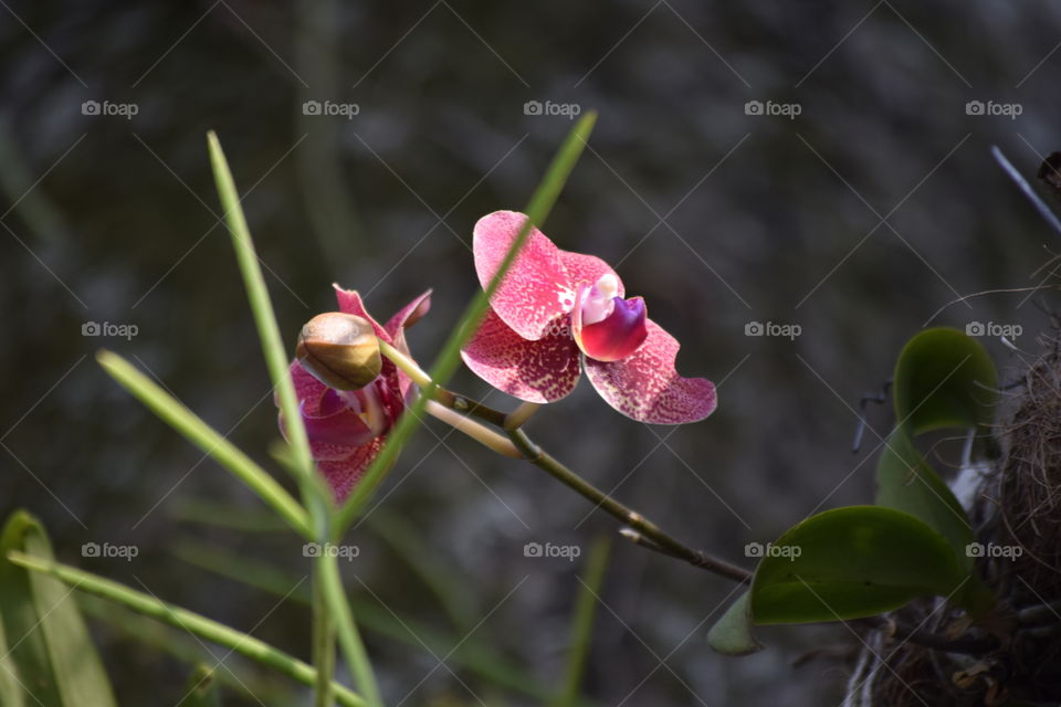 Orchids