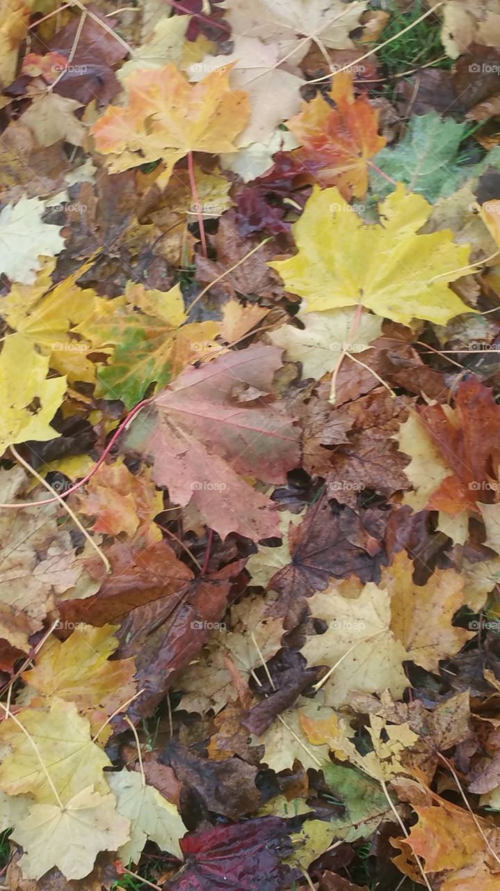 Fall, Leaf, Maple, Modify, Season