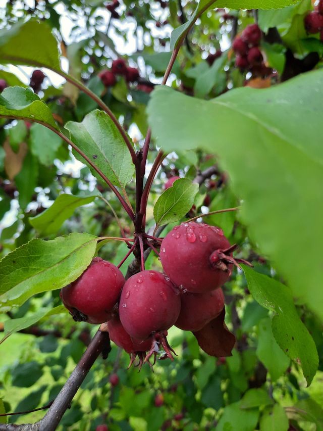 summer treat  - crab apples