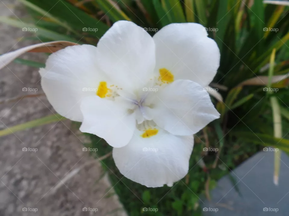 Flor