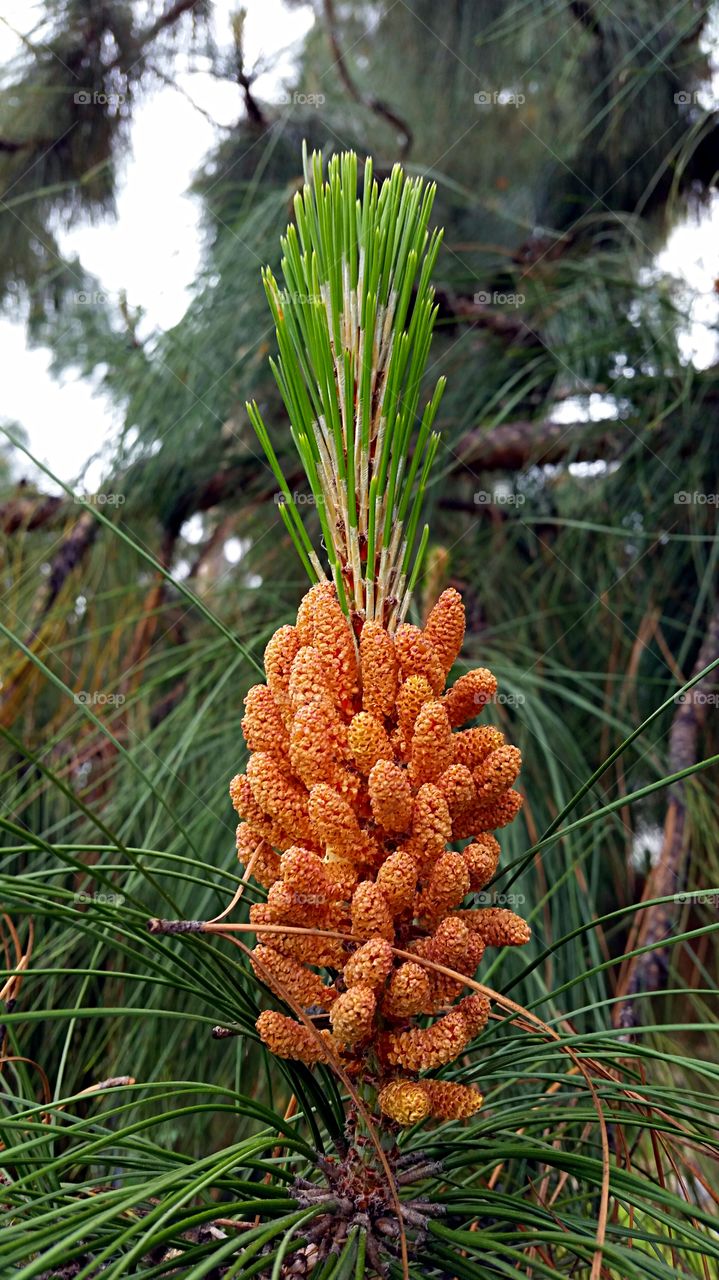 Pinecone. Pinecone