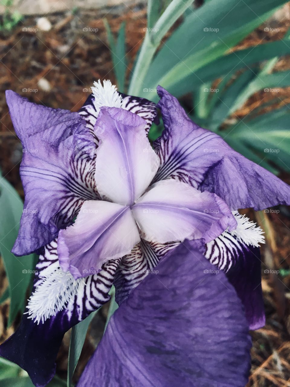 Iris Spring