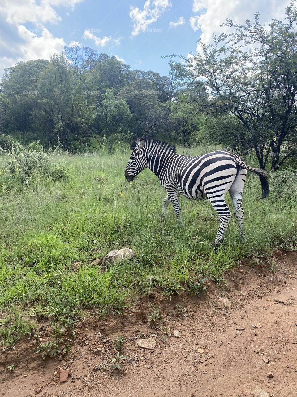 Zebra on a run