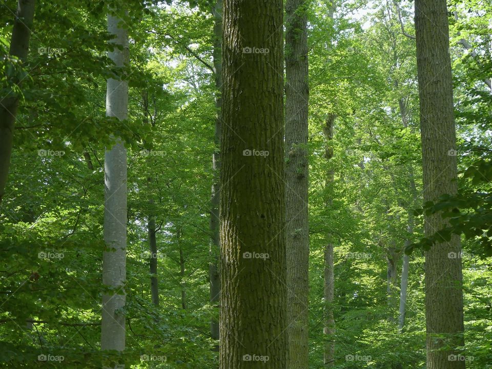 Detail of green forest with tall, straight tree trunks, on Visingsö island in Lake Vättern