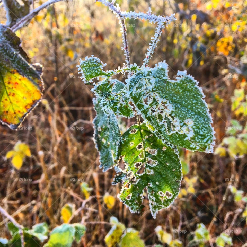Morning frost