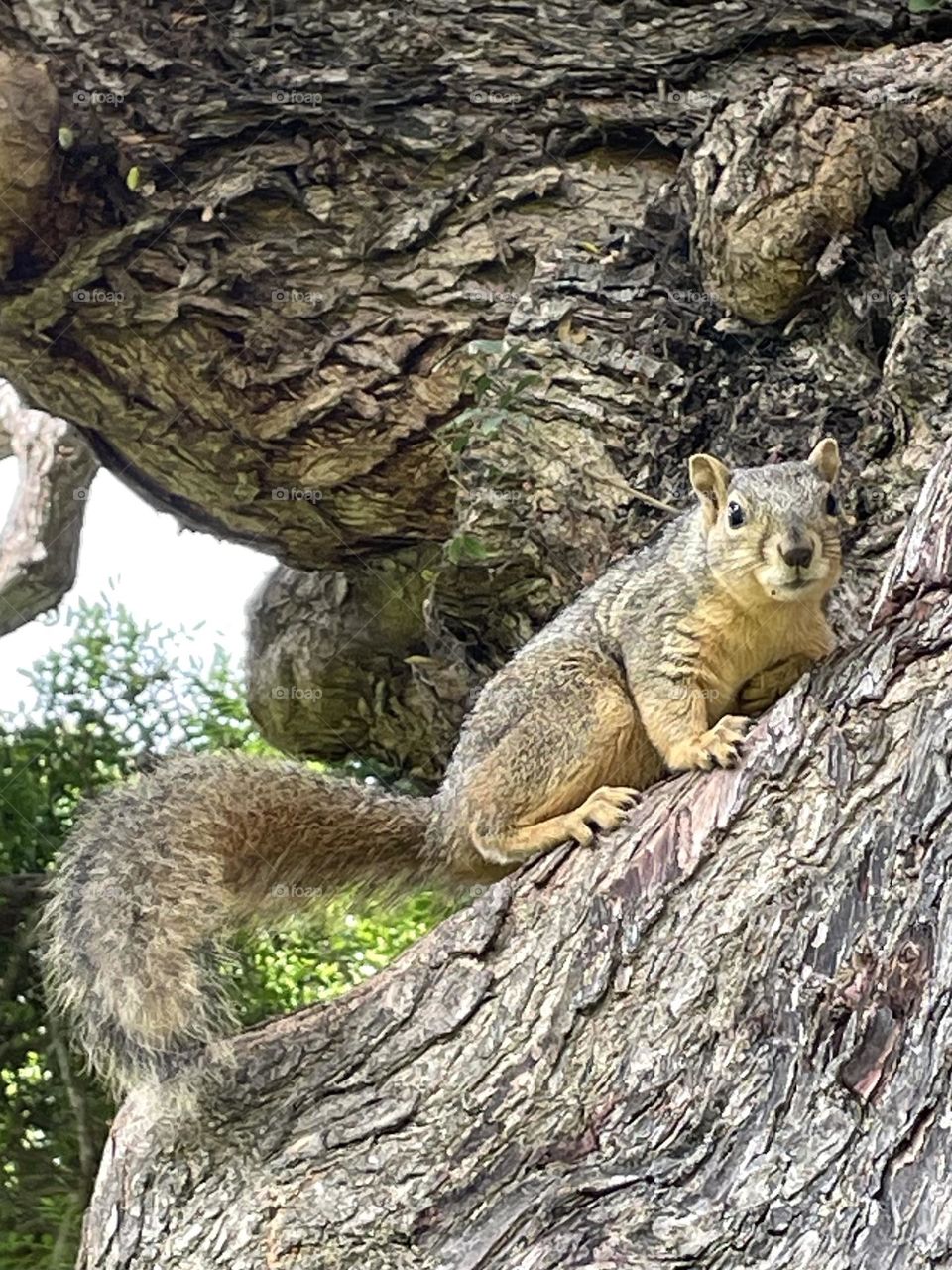 Mr. Squirrel 2