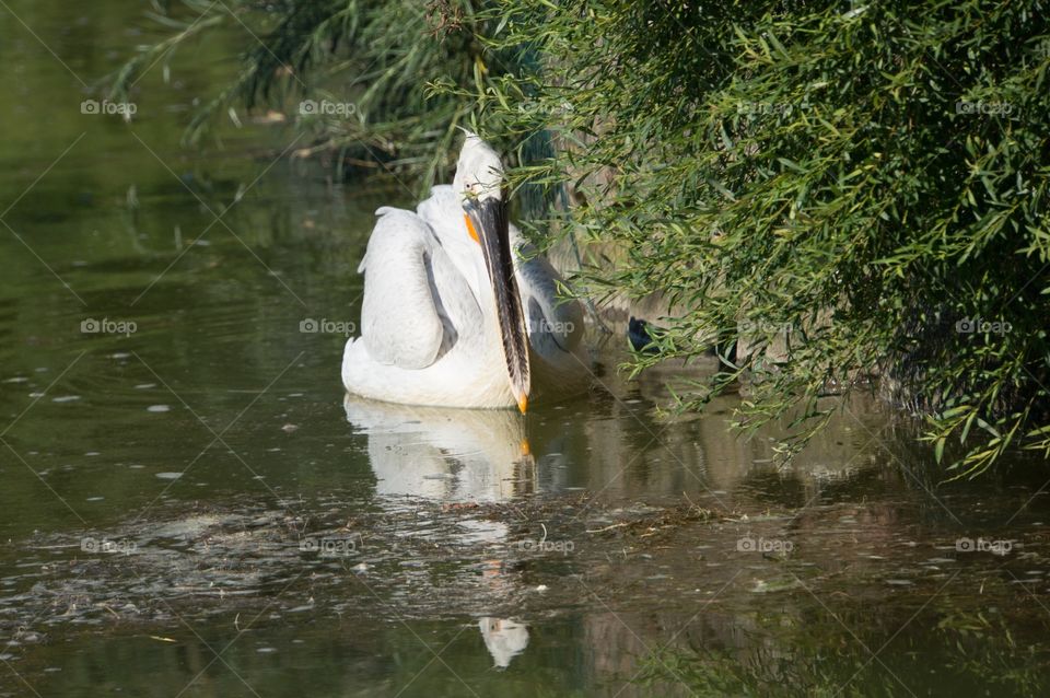 Pelican 