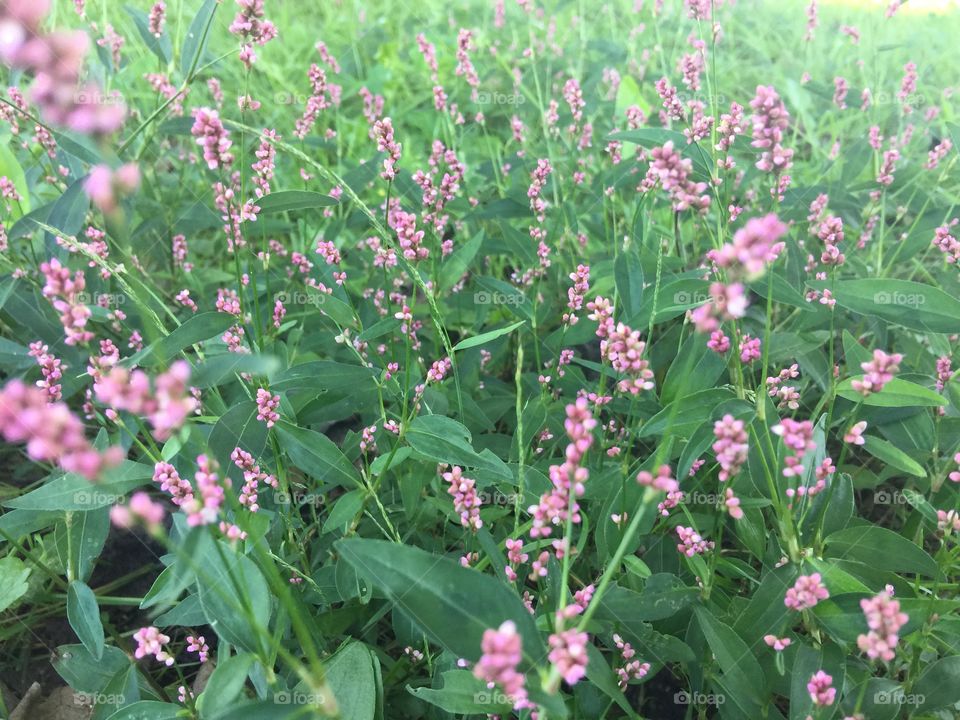 Tiny pink wildflowers