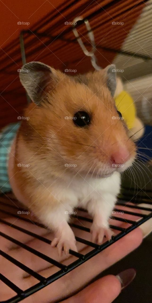 Darling Jeemi - our wee hamster that passed away last year. We miss you loads Jeemi ❤️