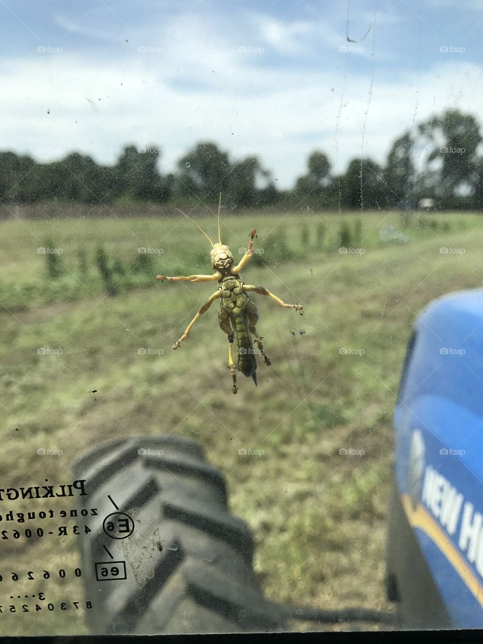 While farming in the south, we had a hitchhiker! Vibrant grasshopper on the windshield of a blue tractor with field and trees in the distance.