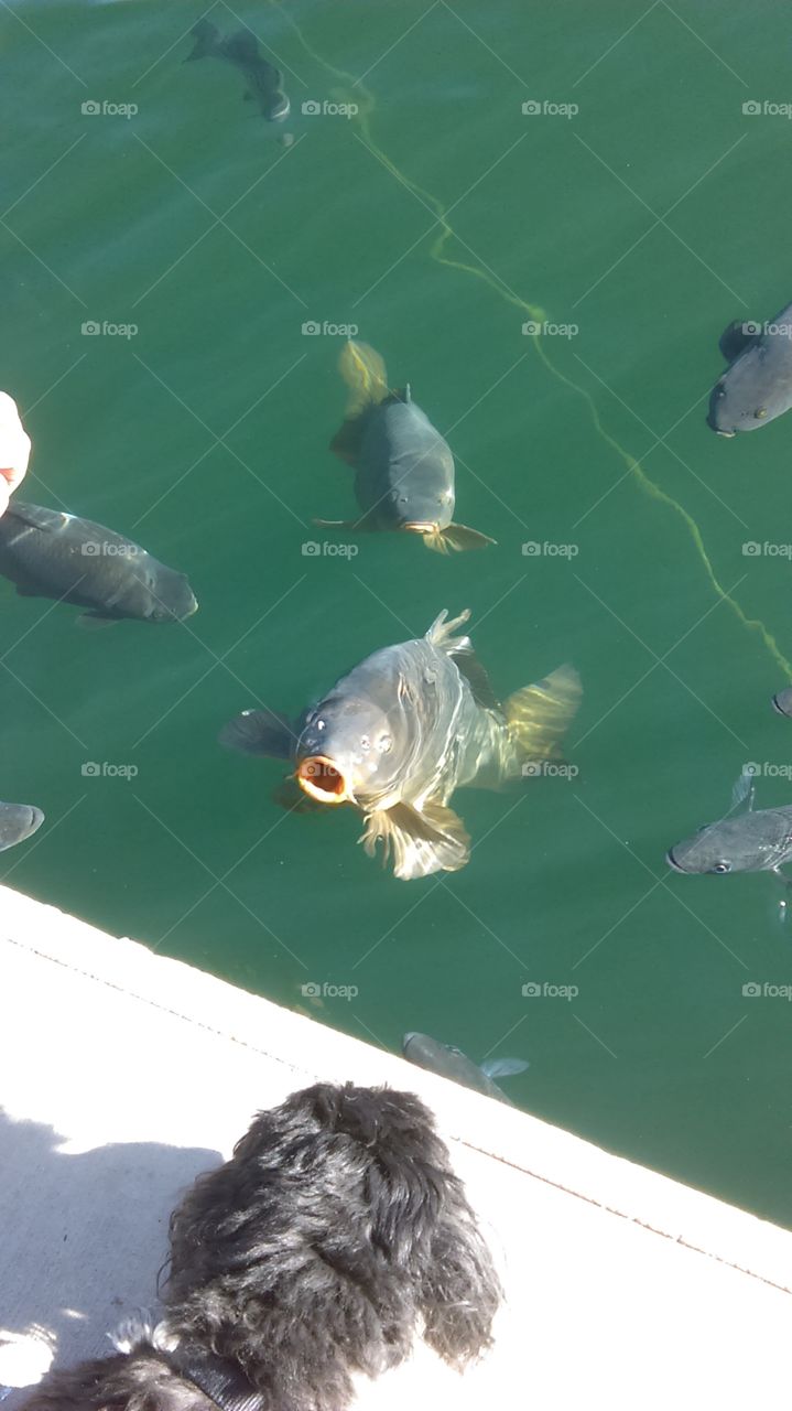 Look at that fish