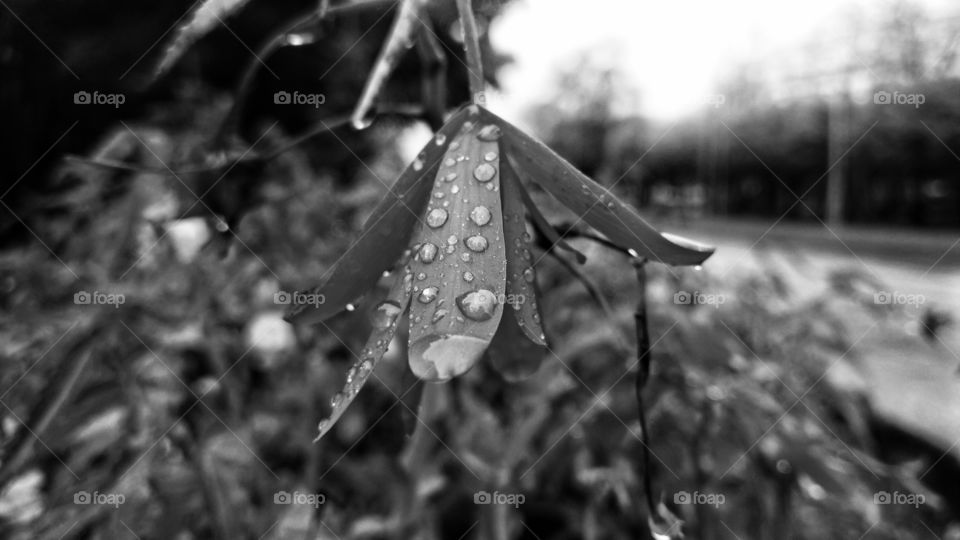 Shot of water drops on leaves.