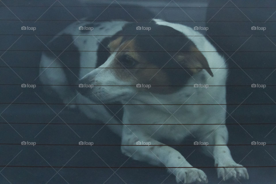 Dog waiting in the car