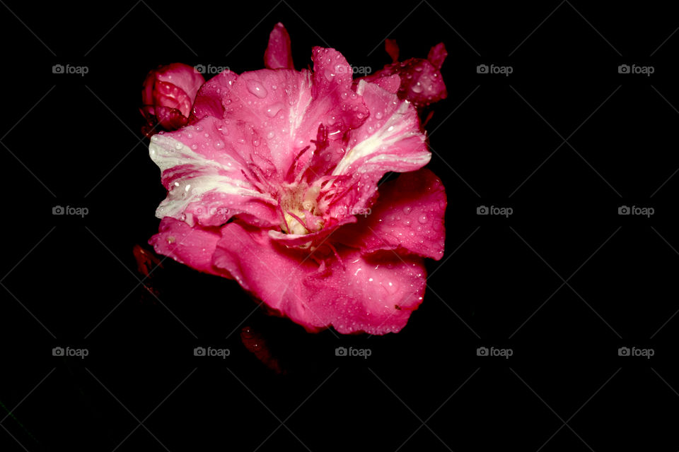 The bloom of eligant pink Nerium isolated on a dark background.