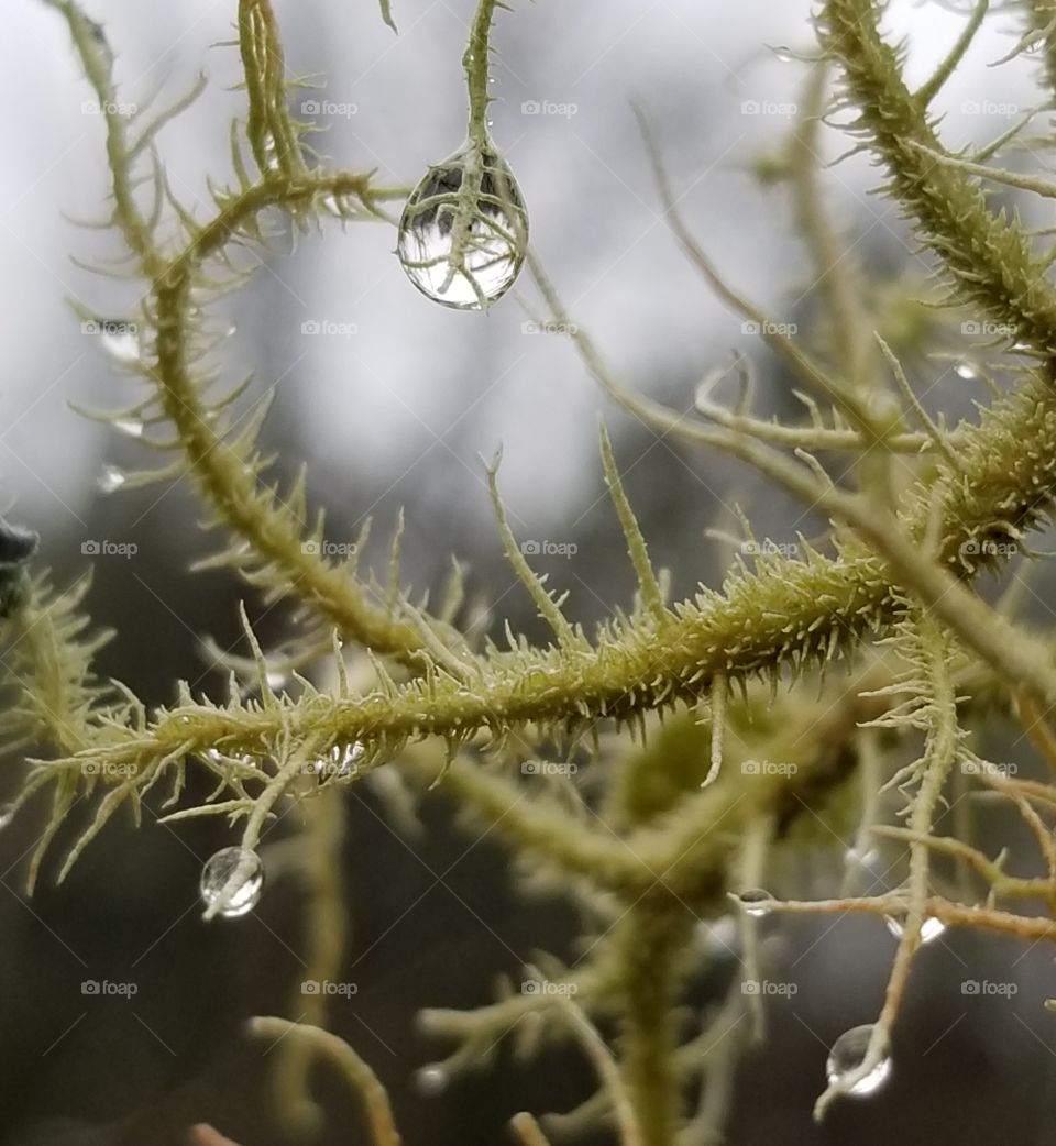 Macro shot of dew drops on lichen