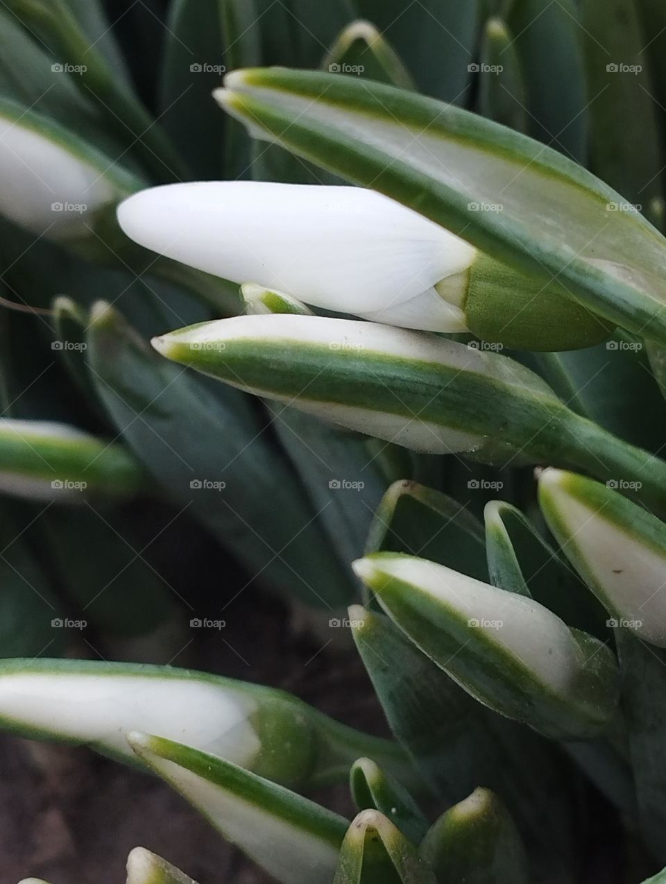Snowdrops in january