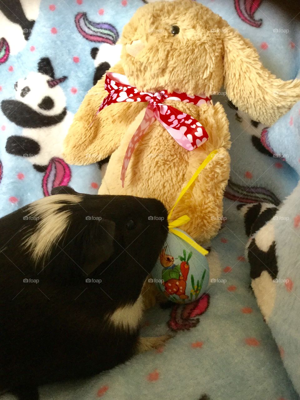 Little boy Guinea pig  with egg 