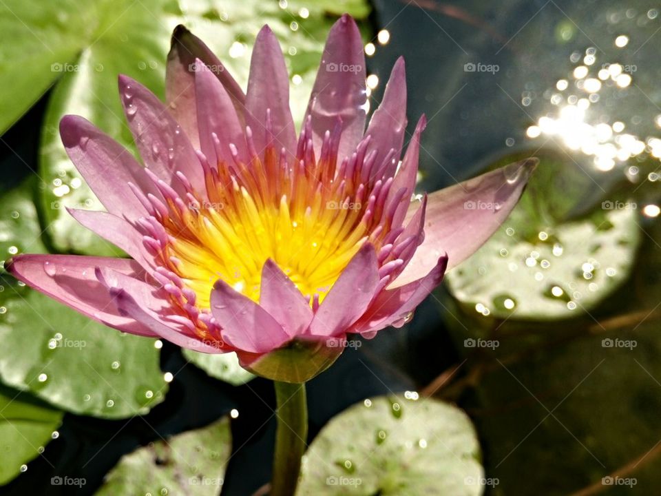 Lilly lotus