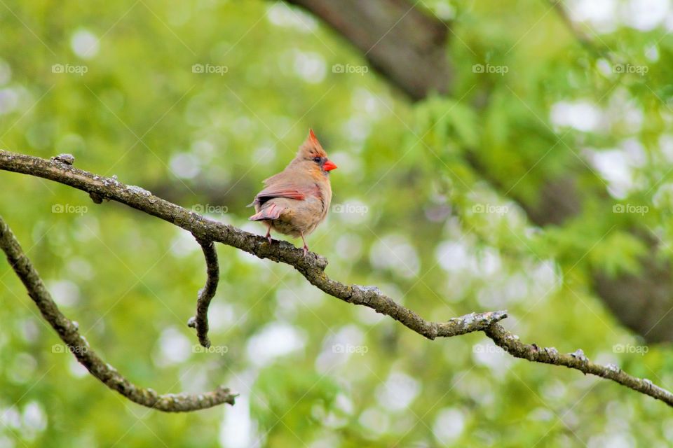 Cardinal bird perching on branch