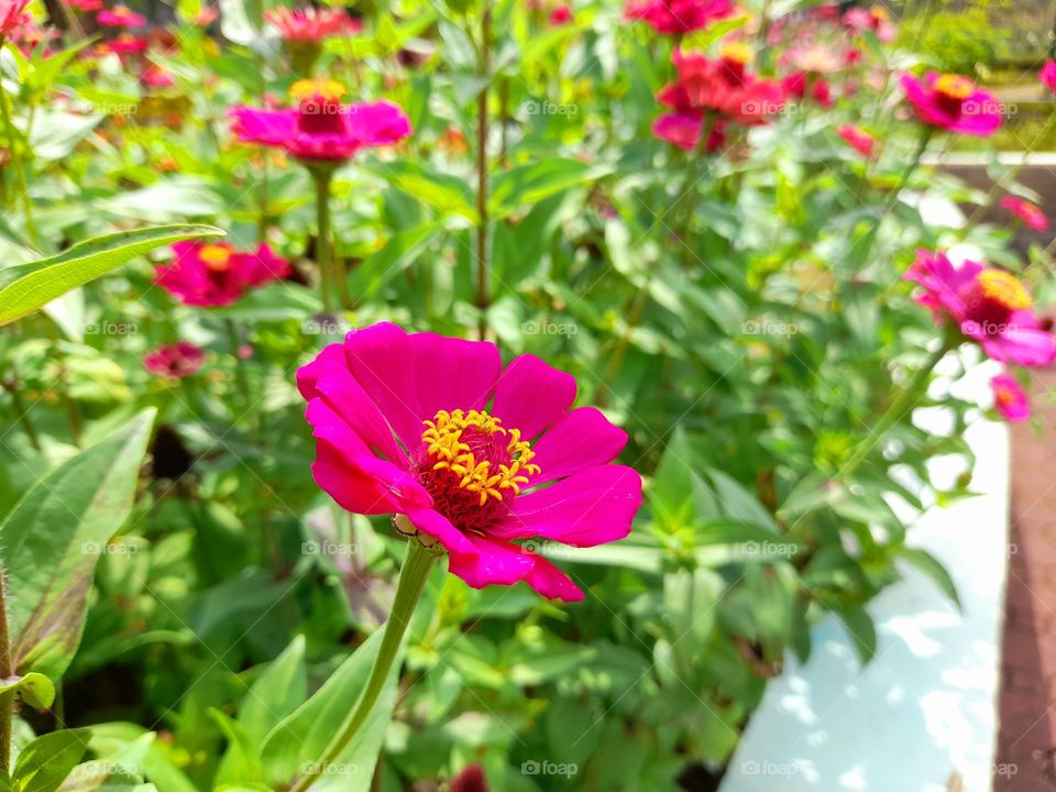 Flower in the park