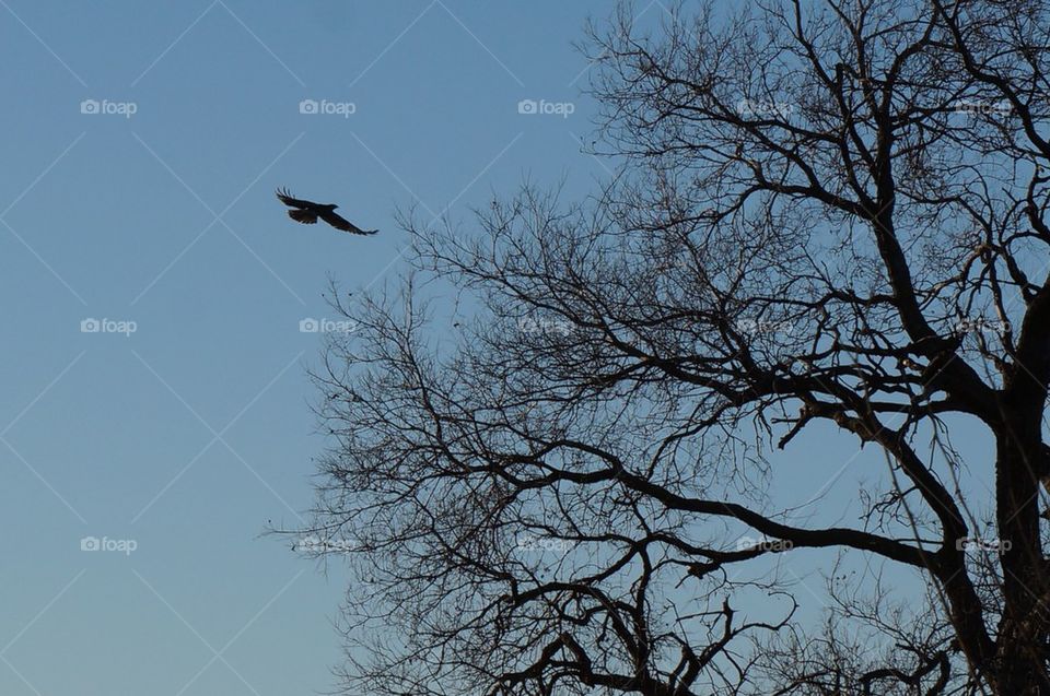 Hawk in flight