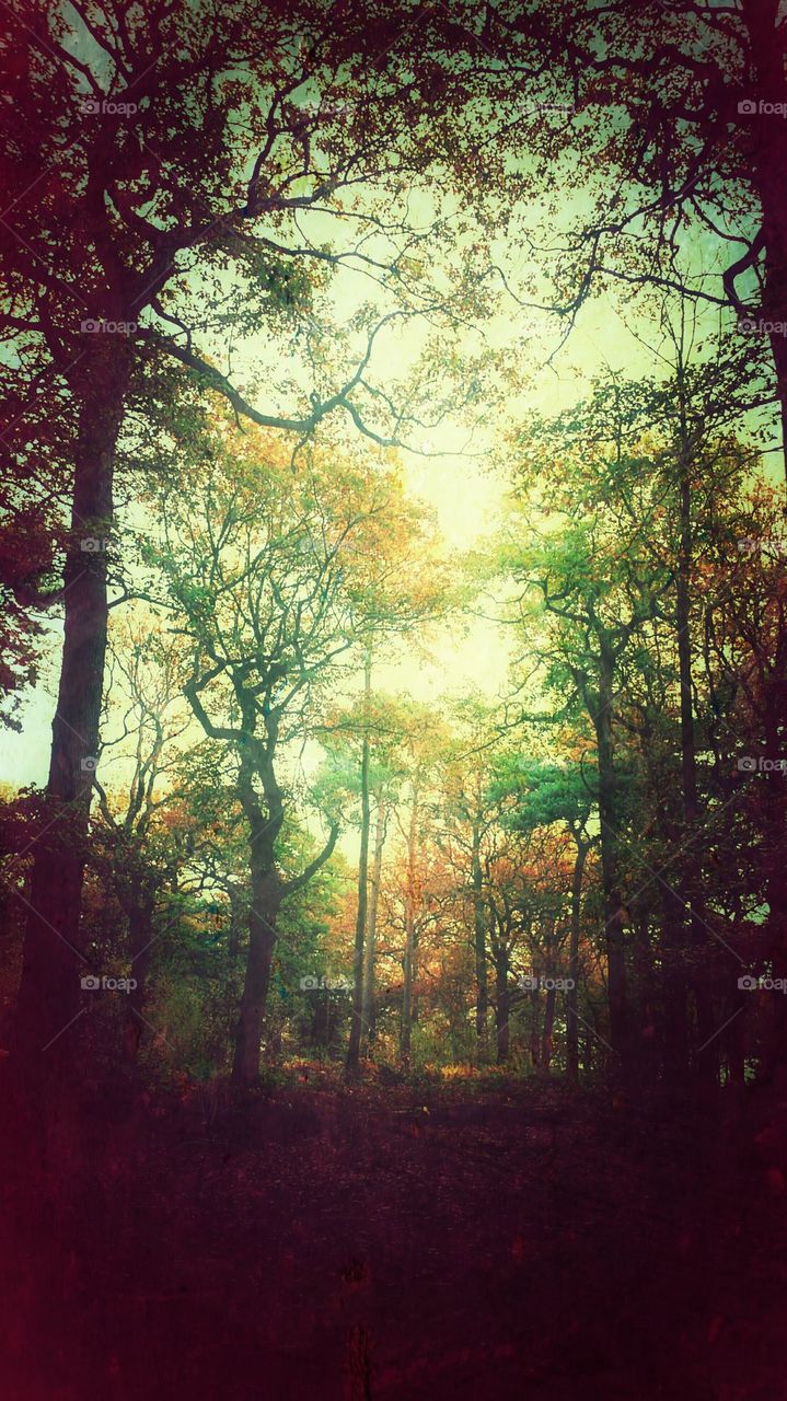 Autumn Woods 