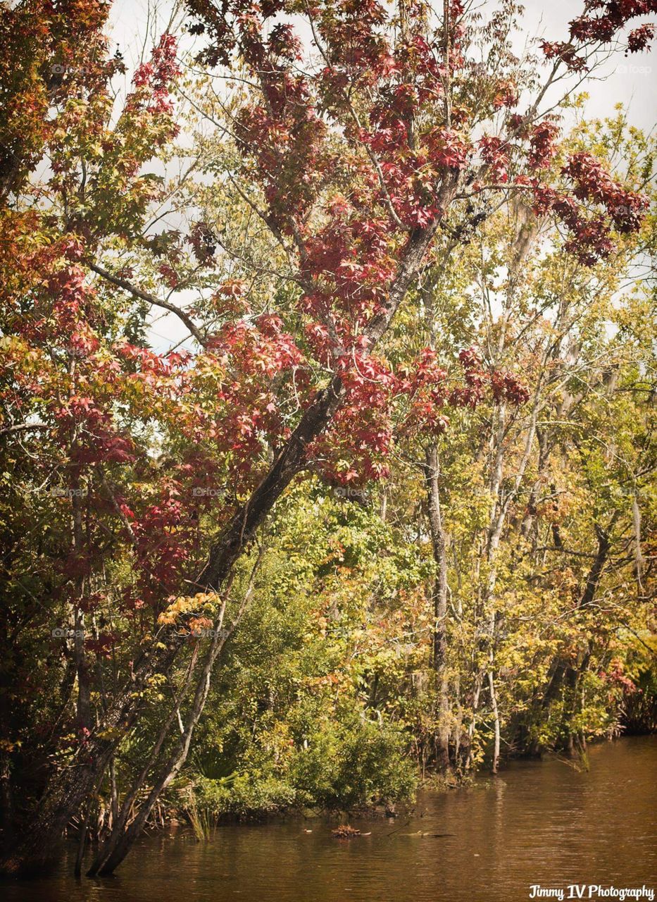 Fall in the bayou. 