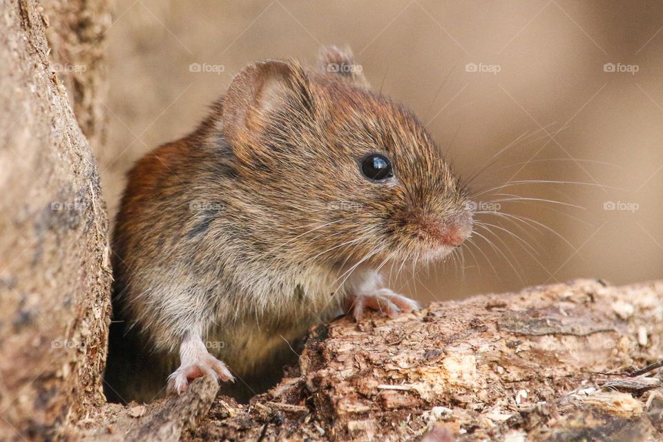 Little mouse close-up on wood trunk