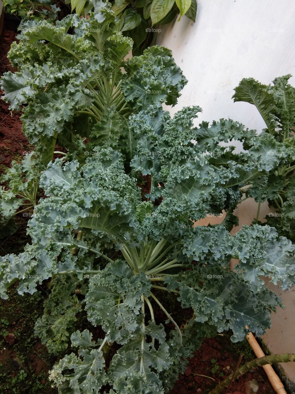 kale