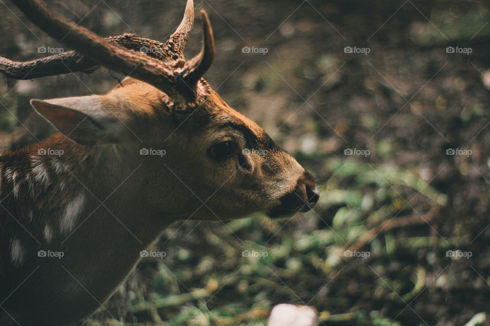 Brown Deer Forest