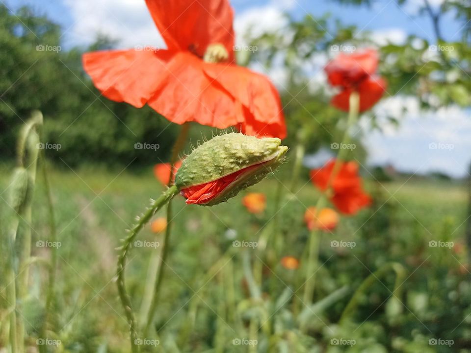 Poppy flower in the field in the summer. Green field. Nature photography. Sunbeams, sunlight, bright colours. Desktop background. Web design. Floral desktop wallpaper and backgrround. Papaver rhoeas