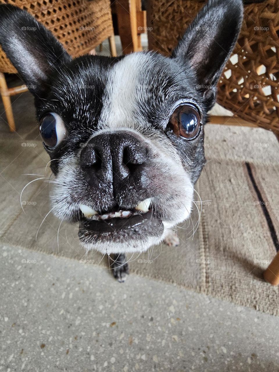 Boston Terrier Fish Eye Up Close with Teeth Showing