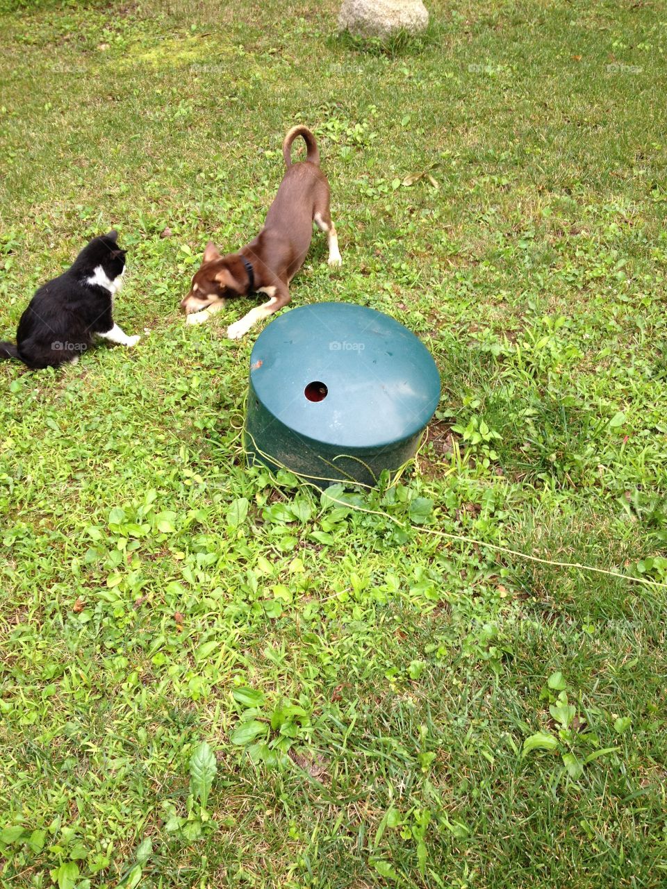 Cat and puppy playing