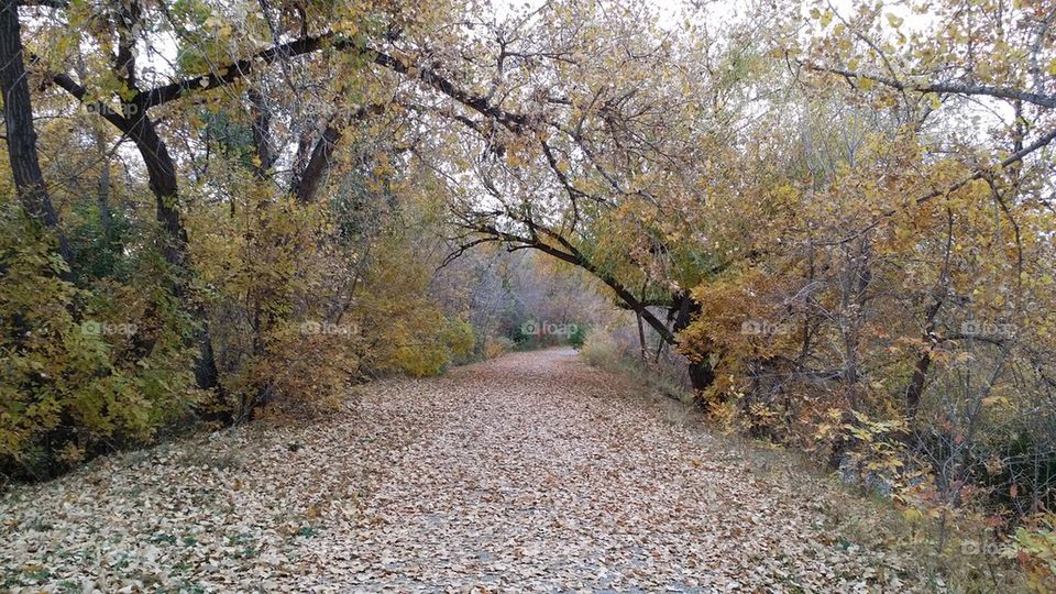 fall path