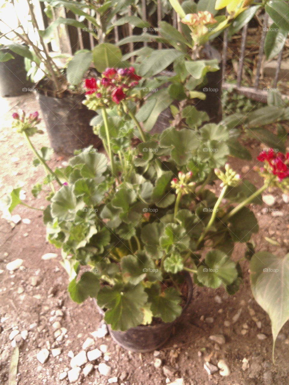 Nursery of tropical plants and cacti
