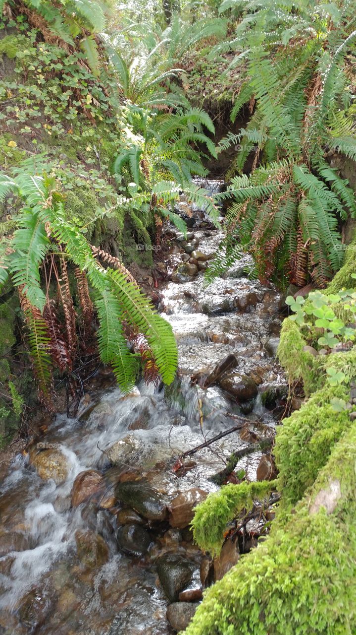 Fern and Water