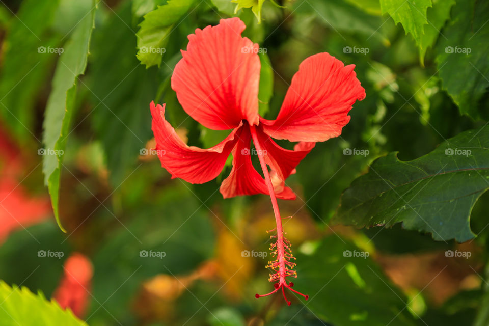 Red Hibiscus 